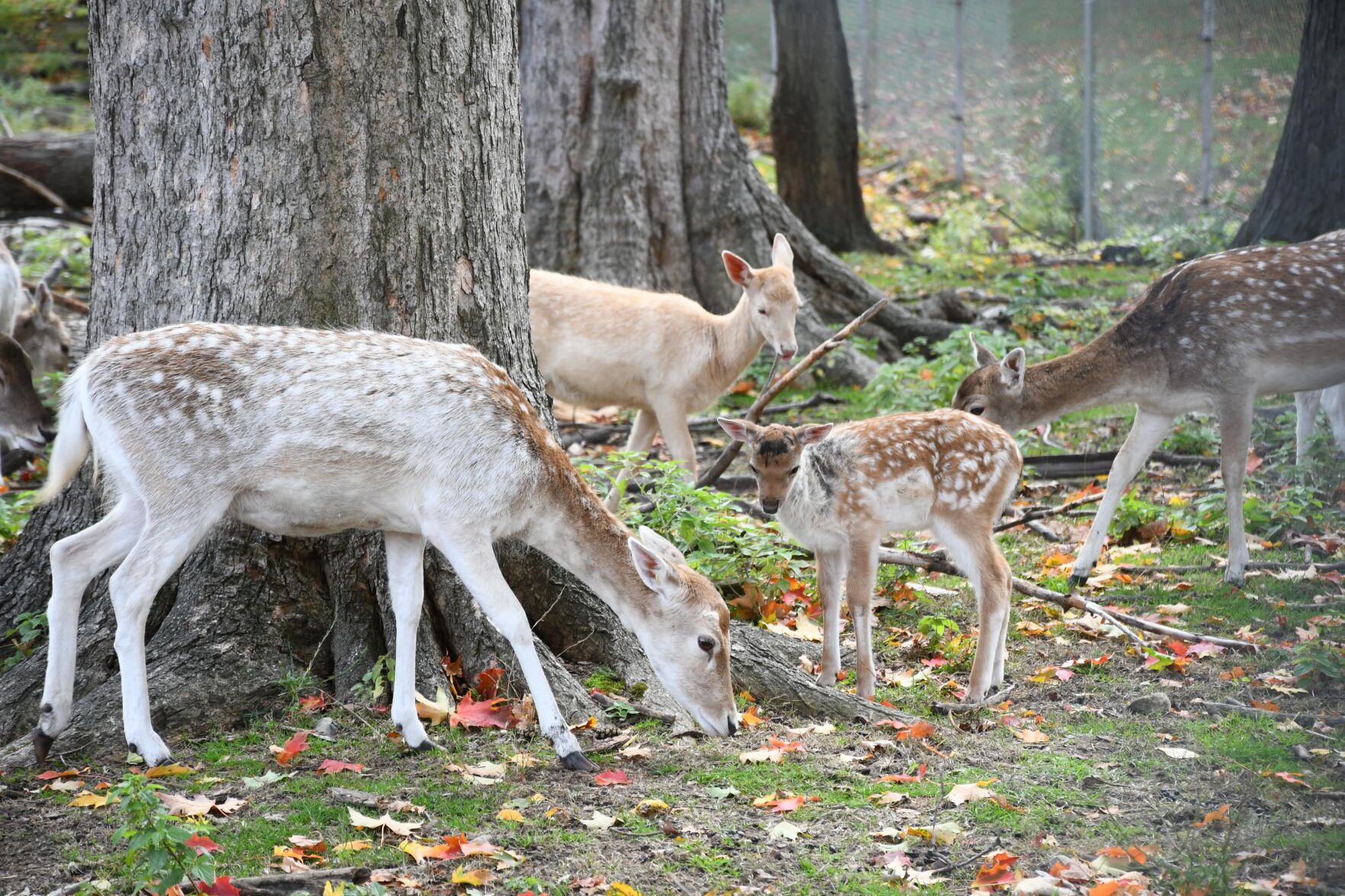 Fallow deer at the Deer Park in Bennington